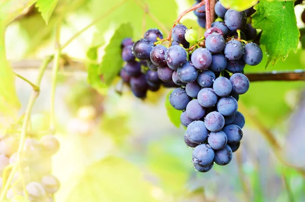 Blue Grapes Cluster Vine Closeup Photo — Stock Photo, Image