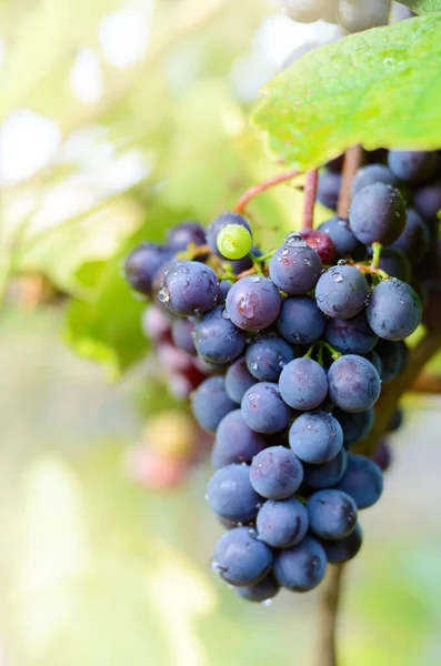 Blue Grapes Cluster Vine Closeup Photo — Stock Photo, Image