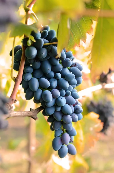 Blue Grape Cluster Vine Closeup Photo Stock Image