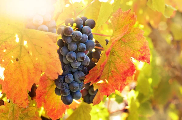 stock image Bunch of blue grapes on vine at sunset time