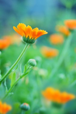 Marigold çiçek closeup güneş ışığına karşı