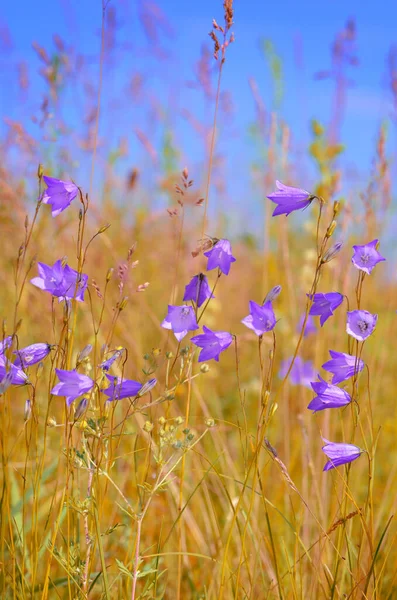Çan Çiçeği Çiçek Mavi Gökyüzü Altında — Stok fotoğraf