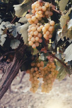 Üzüm yaprakları üzerinde yeşil üzümler parlak arkaplan