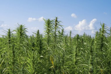 Endüstriyel kenevir sapı mavi gökyüzü arka planında