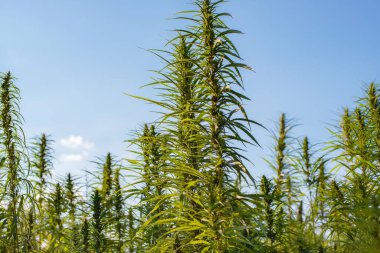 Endüstriyel kenevir sapı mavi gökyüzü arka planında