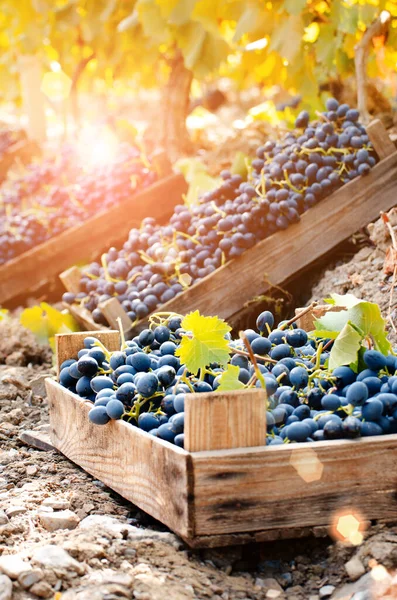 Wooden Crates Fool Harvested Grapes Vineyard Sunset Time — Stock Photo, Image
