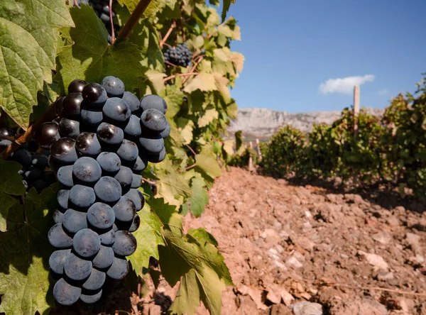 Cluster Blauwe Vinograda Krim Oekraine — Stockfoto