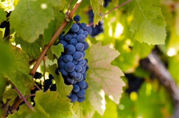 Blue Grape Cluster Vine Closeup Photo — Stock Photo, Image