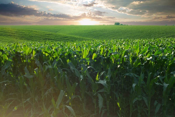 Green Field Young Maize Stalks Blue Sky Ukraine — Stock Photo, Image
