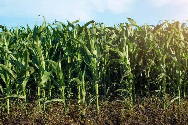 stock image Green field of young maize stalks under blue sky in Ukraine