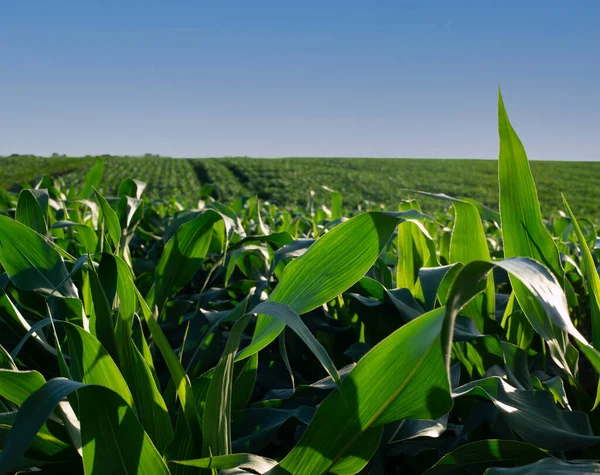 stock image Green field of young maize stalks under blue sky in Ukraine