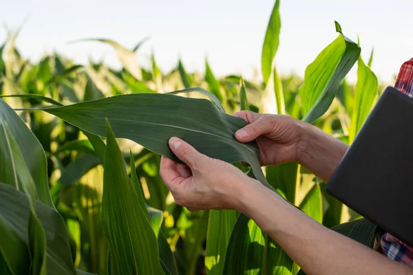 Stock image Middle aged caucasian female farm worker with tablet inspecting maize stalks at field