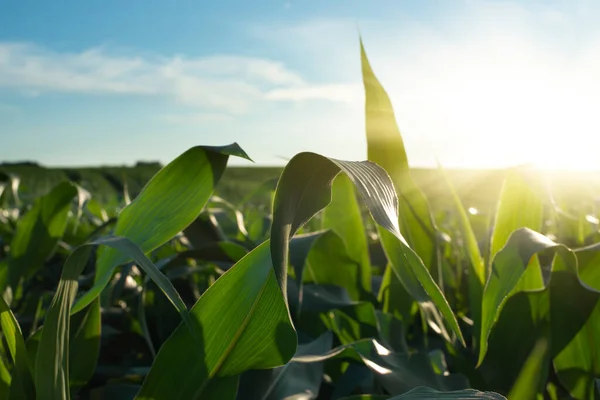 Grünes Feld Junger Maisstängel Unter Blauem Himmel Der Ukraine — Stockfoto