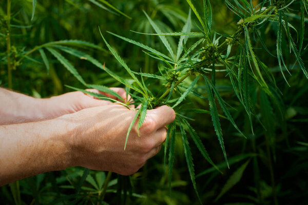 мужчины белые руки держать листья марихуаны на конопли стебли фоне