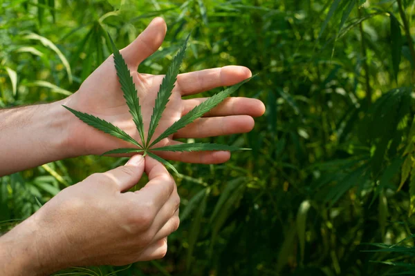 Male Caucasian Hands Hold Marijuana Leaves Hemp Stalks Background — Stock Photo, Image