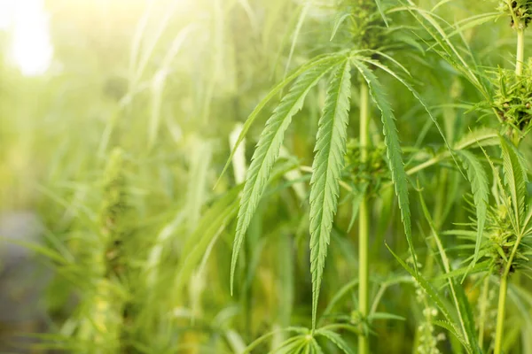 stock image Industrial hemp stalks and leaves closeup view