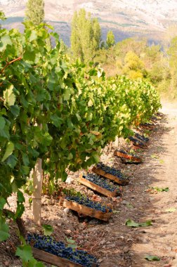 vineyard sonbahar, Tahta sandıklar içinde hasat Yeşil üzüm