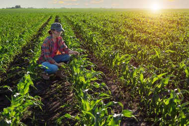 Orta yaşlı kadın Kafkasyalı çiftçi elinde tablet bilgisayarla tarlada inceleme için diz çöktü.
