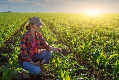 Orta yaşlı kadın Kafkasyalı çiftçi elinde tablet bilgisayarla tarlada inceleme için diz çöktü.