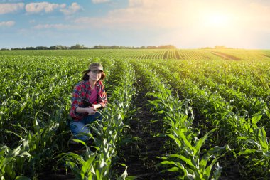 Orta yaşlı kadın Kafkasyalı çiftçi elinde tablet bilgisayarla tarlada inceleme için diz çöktü.