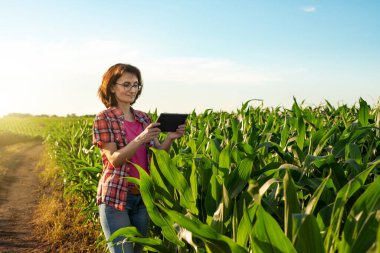 Orta yaşlı beyaz kadın çiftlik işçisi Ukrayna 'daki mısır tarlasında tablet bilgisayar kullanıyor.