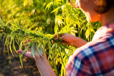 Beyaz kadın çiftçi Ukrayna 'da bir yerlerde günbatımında endüstriyel kenevir saplarını kontrol ediyor.