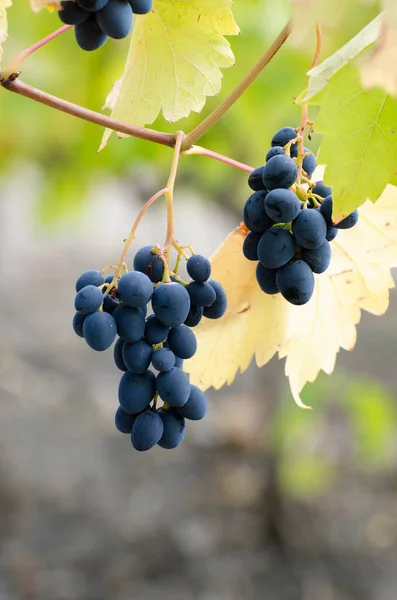 Blue Grape Cluster Vine Closeup Photo — Stock Photo, Image
