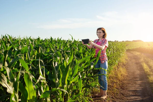 stock image Middle aged caucasian female farm worker uses tablet pc at maize field in Ukraine