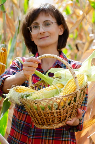 Glimlachende Vrouwelijke Boer Toont Net Geplukt Zoete Maïskolven Rieten Mand — Stockfoto