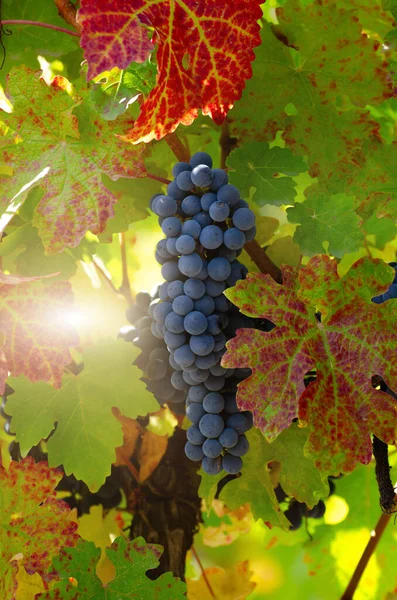 Blue Grape Cluster Vine Closeup Photo Stock Picture