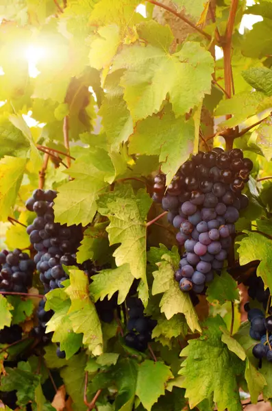 Blue Grape Cluster Vine Closeup Photo Royalty Free Stock Images