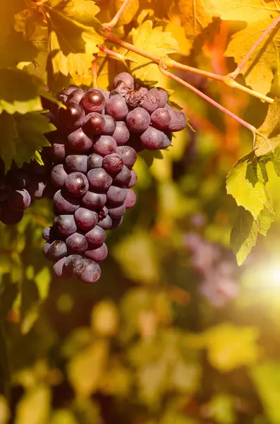 Blue Grape Cluster Vine Closeup Photo Royalty Free Stock Photos