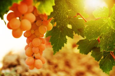 Üzüm yaprakları üzerinde yeşil üzümler parlak arkaplan