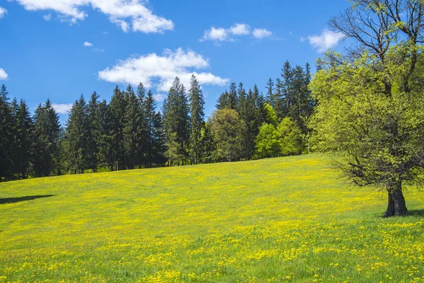 森の緑の牧草地 ルーマニアの春の風景カルパティア — ストック写真