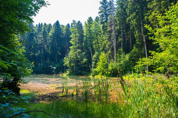 Natürlicher Waldsee Den Rumänischen Karpaten Sommer — Stockfoto