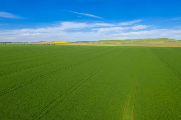 Aerial Scene Fresh Green Corn Field Spring Rural Landscape Drone — Stock Photo, Image