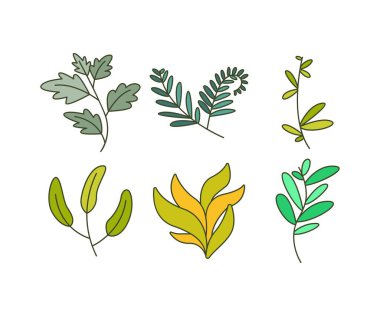 Foliage and Natural Leaves Illustration