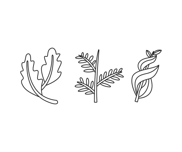 Floral Elements Branches Leaves Line Art Vector Illustration — Vector de stock