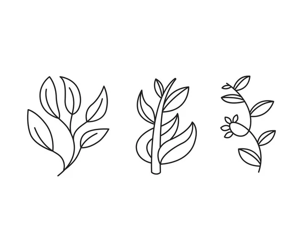 Floral Elements Branches Leaves Line Art Vector Illustration — Stok Vektör