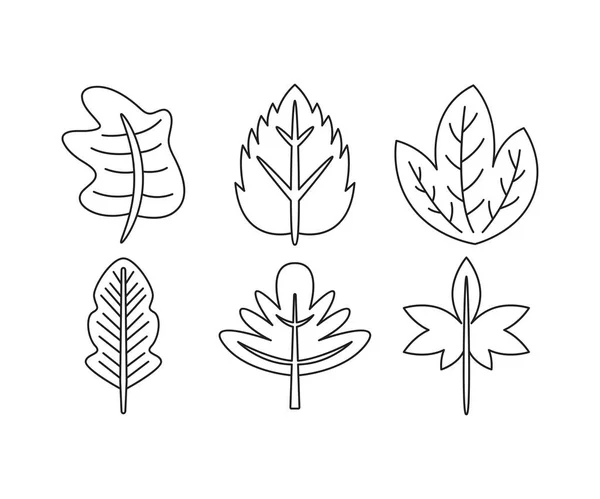 Набор Иллюстраций Растений Листьев — стоковый вектор