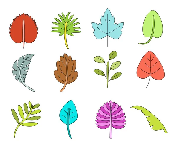 Tropical Leaf Vector Illustration Set — Stock Vector