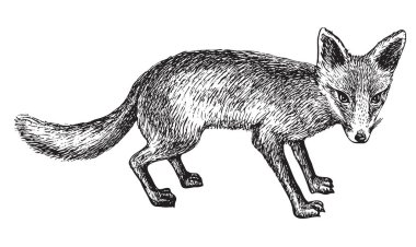 vektör, gerçekçi el çizimi avcı tilki çizimi