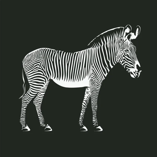 Vektorzeichnung Eines Zebras — Stockvektor