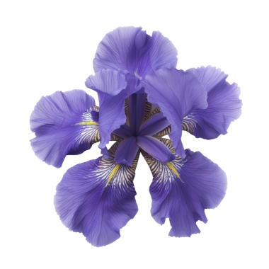 Güzel bir mor iris çiçeğinin yüksek çözünürlüklü yakın plan görüntüsü narin yapraklarını ve karmaşık ayrıntılarını gözler önüne seriyor..