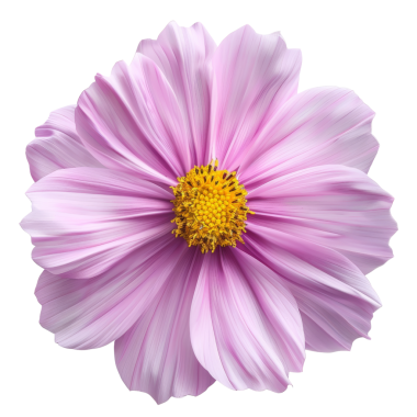 Pembe kozmos çiçeğinin yüksek çözünürlüklü görüntüsü canlı sarı merkezli, botanik, çiçek ve doğa temalı projeler için mükemmel.