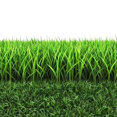 Canlı ve yoğun bir yeşil çimen alanı, yemyeşil yapraklar sergiliyor. Doğa, bahçe ve botanik temalı projeler için idealdir..