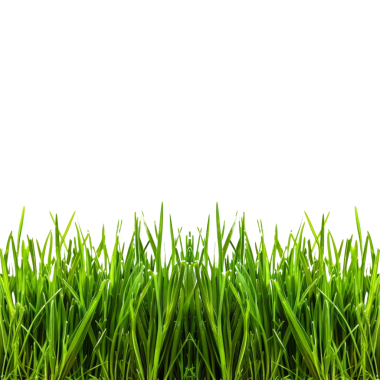 Siyah arka planda izole edilmiş canlı yeşil çimen bıçakları, botanik, doğa ve bahçeyle ilgili tasarımlar için ideal..