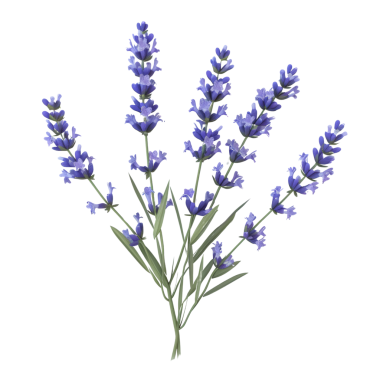 Lavanta çiçeklerinin yüksek kalitede botanik çizimi canlı mor çiçekler ve yemyeşil saplar sergiliyor. Doğa ve çiçek temalı projeler için mükemmel..
