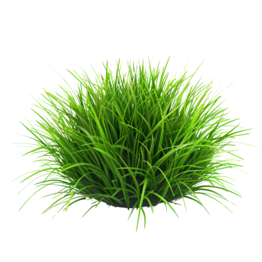 Canlı yeşil çimen bitkisinin yüksek çözünürlüklü görüntüsü, botanik, bahçıvanlık ve doğayla ilgili tasarım ve projeler için ideal.