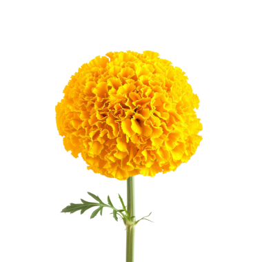 Parlak sarı kadife çiçeğinin yüksek çözünürlüklü görüntüsü botanik, doğa ve çiçek temalı projeler için mükemmel..